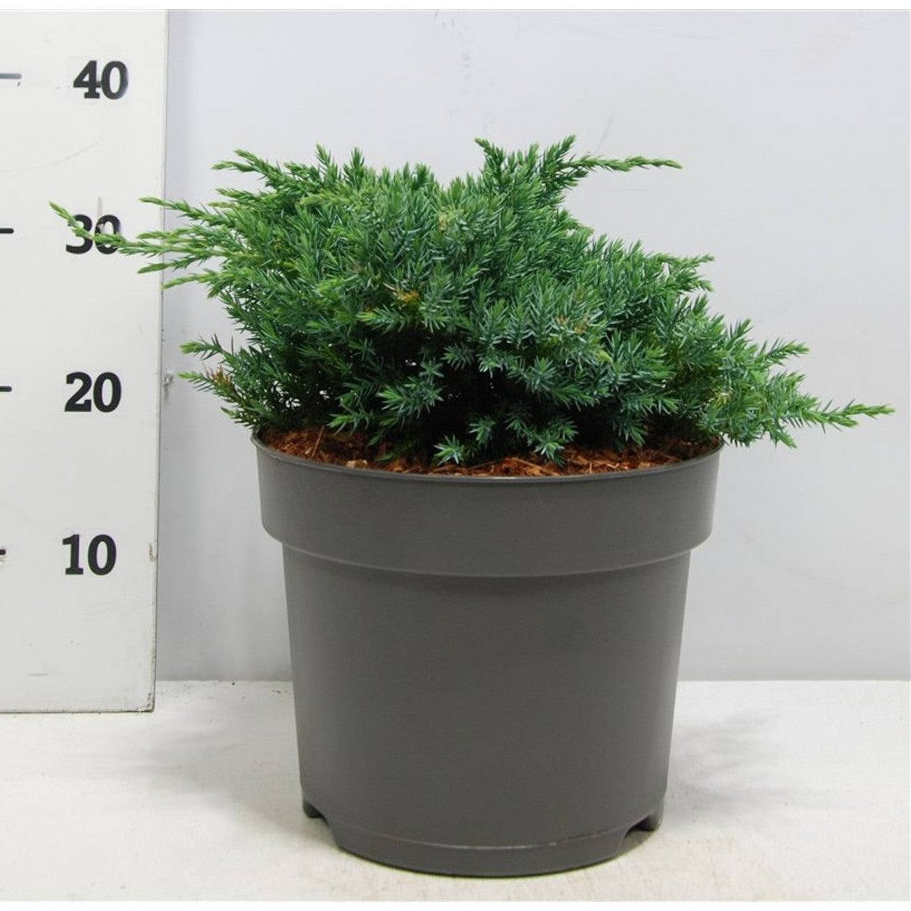 Himalaya-en – Juniperus squamata 'Blue Carpet' - C7.5 40-50 cm.