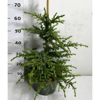 Libanonceder – Cedrus libani 'Saphire Nymph' - C7.5 40-50 cm.
