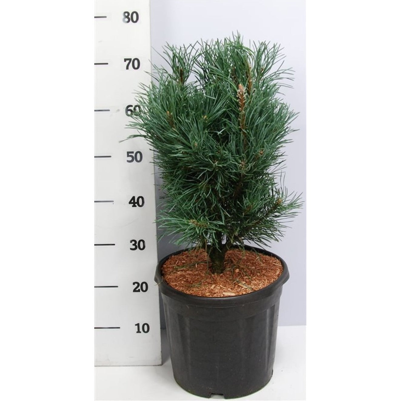 Tall – Pinus sylvestris 'Fastigiata' - C12 50-60 CM