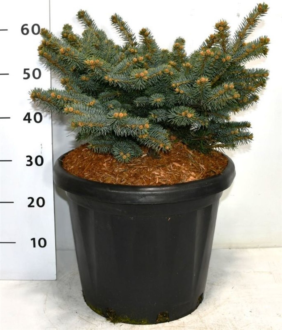 Blågran – Picea pungens &