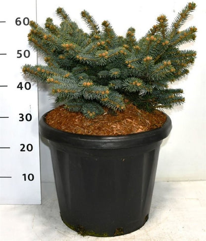 Blågran – Picea pungens &