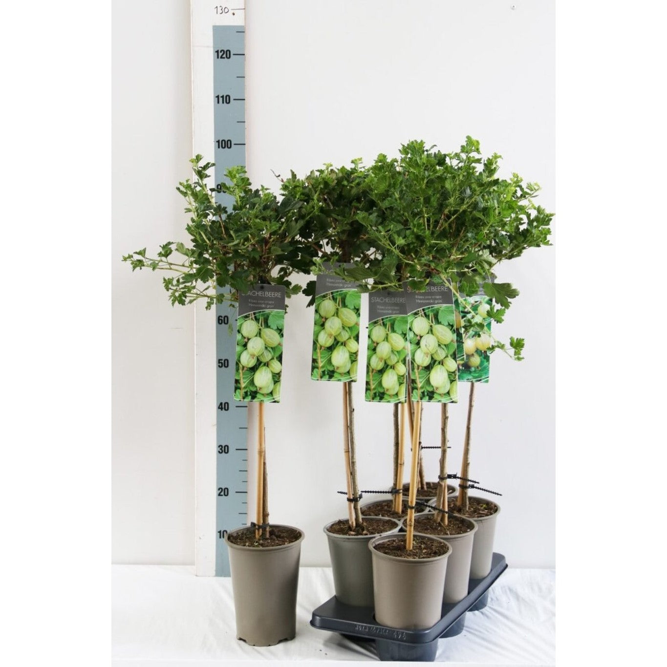 Krusbär – Ribes uva-crispa 'Hinnonmäki Grön' - C3 80-100 CM