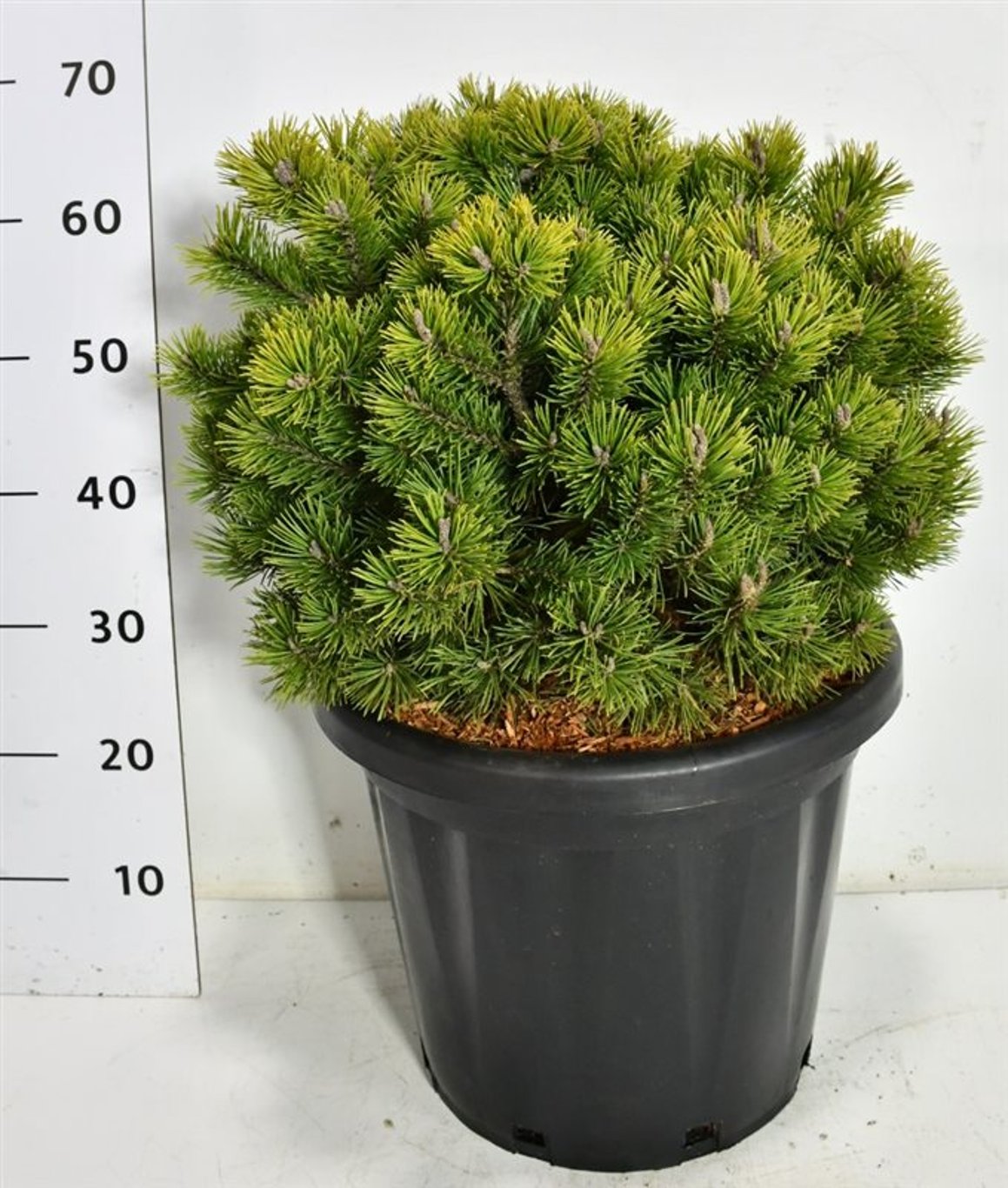 Bergtall – Pinus mugo &