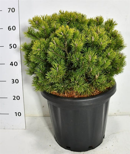 Bergtall – Pinus mugo &