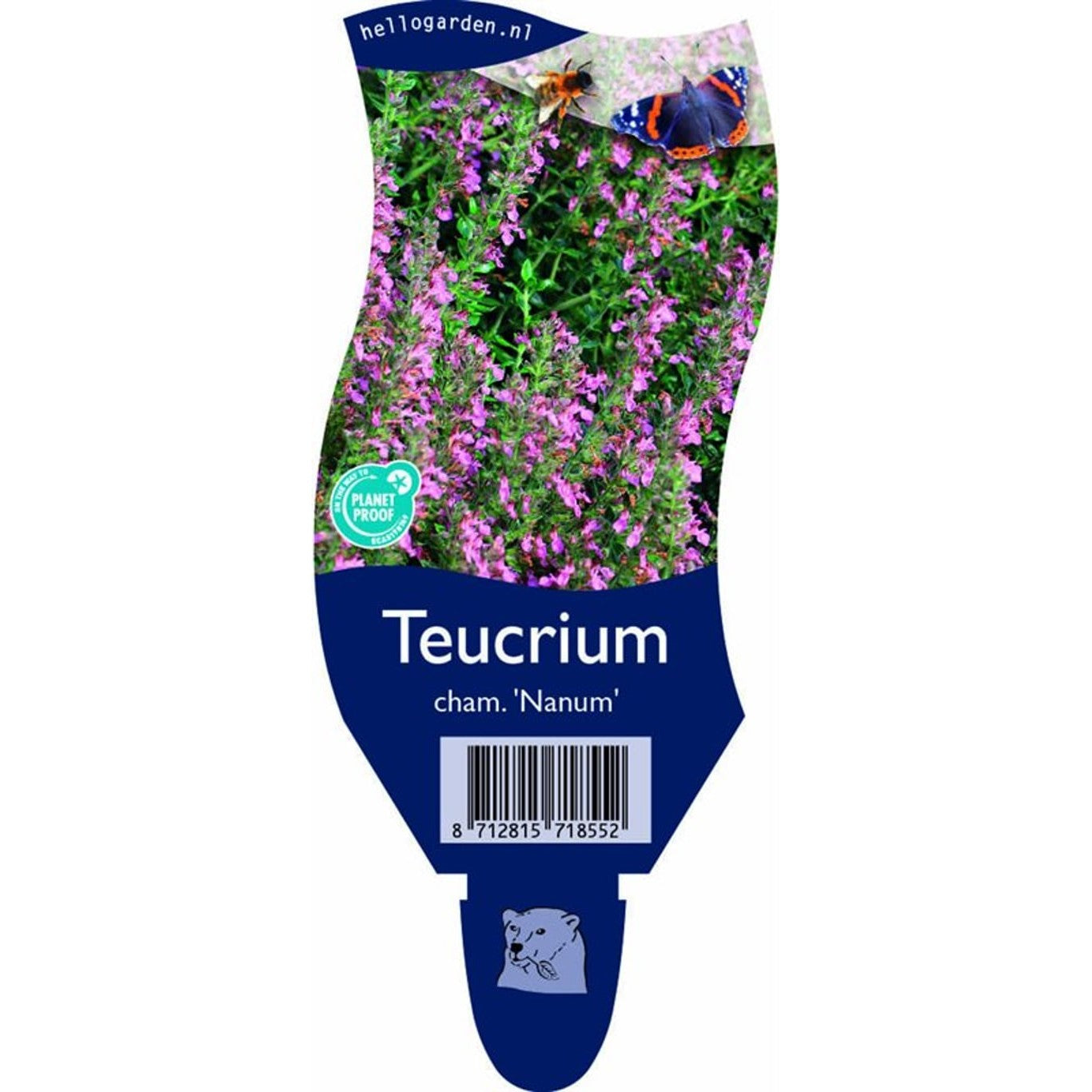Gamander – Teucrium chamaedrys 'Nanum' - P11