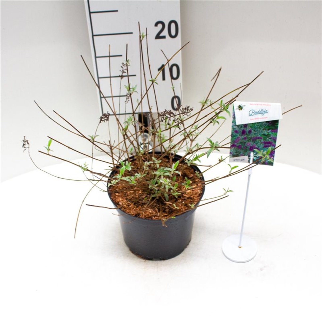 Sommarlilja – Buddleja d. 'Nanho Purple' - C3 40-50 CM