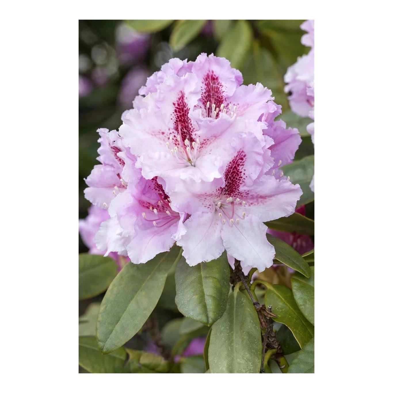 Rhododendron – Rhododendron (C); 'Progres' - C5 30-40 CM