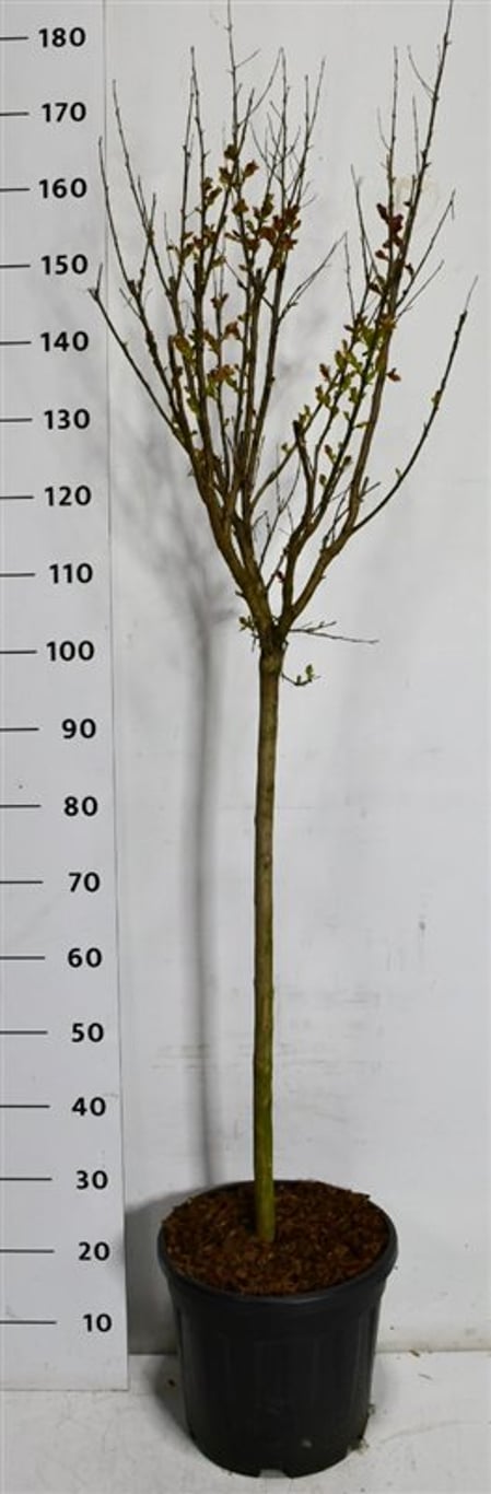 Kreppmyrten – Lagerstroemia indica &