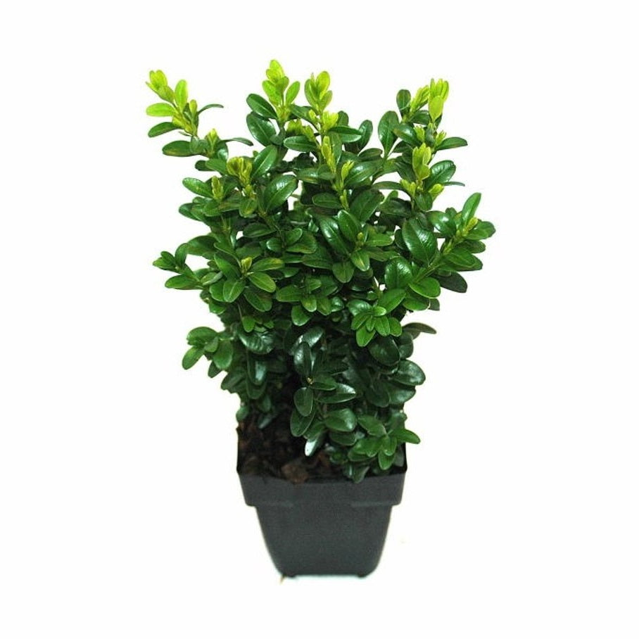 Buxbom – Buxus sempervirens - P11