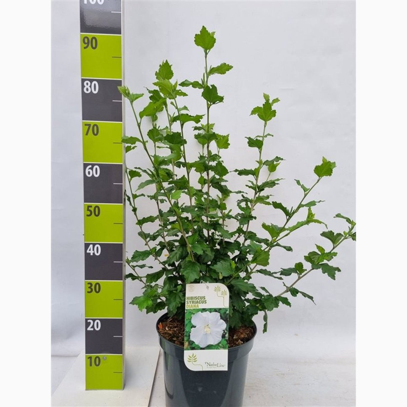 Hibiskus – Hibiscus syriacus 'Diana' - C7.5 60-80 CM