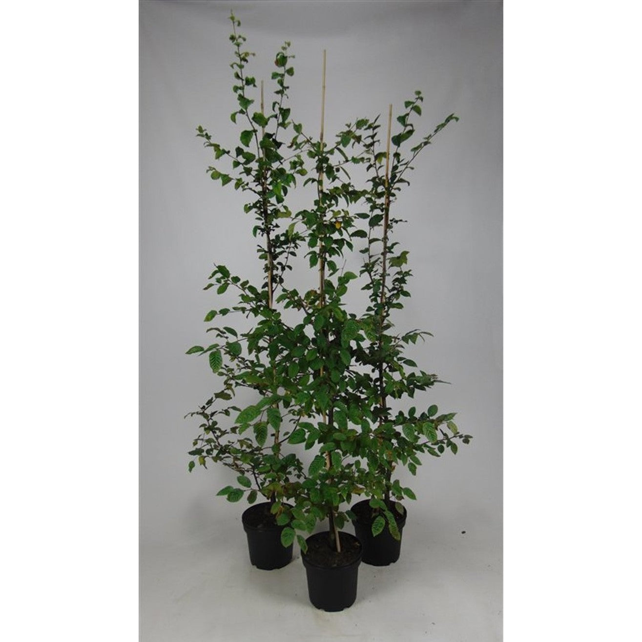 Avenbok – Carpinus betulus - C5 150-175 CM Stick