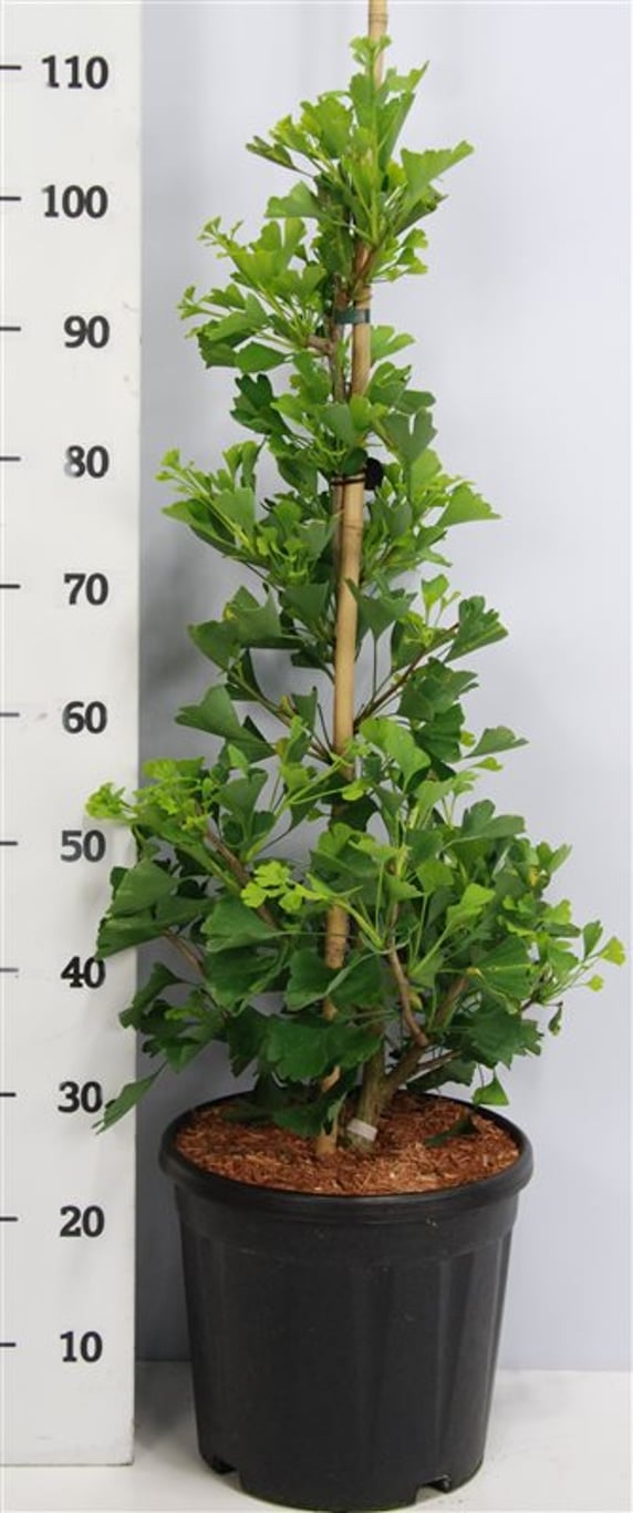 Tempelträd – Ginkgo biloba &