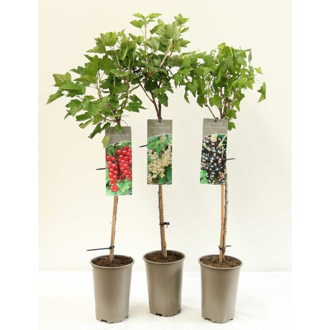 Vita vinbär – Ribes rubrum 'Weisse Versailles' - C3 80-100 CM