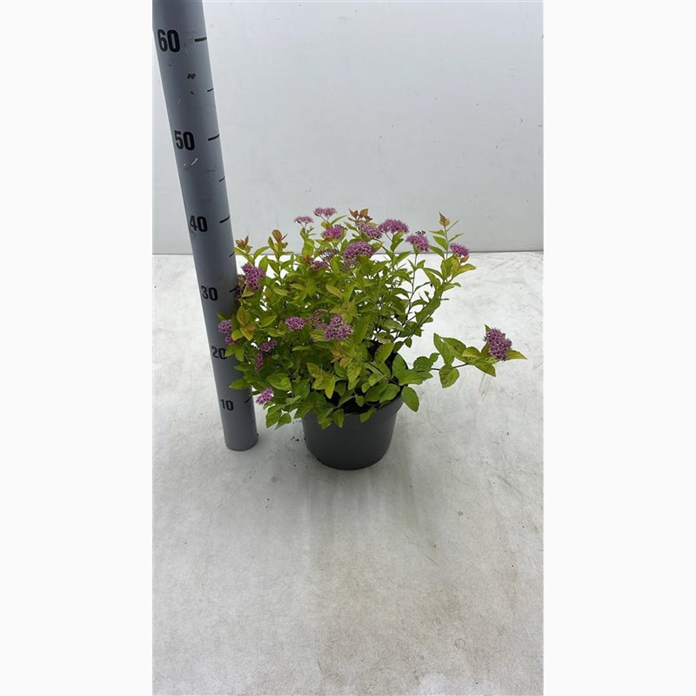 Praktspirea – Spiraea japonica 'Golden Princess' - C3