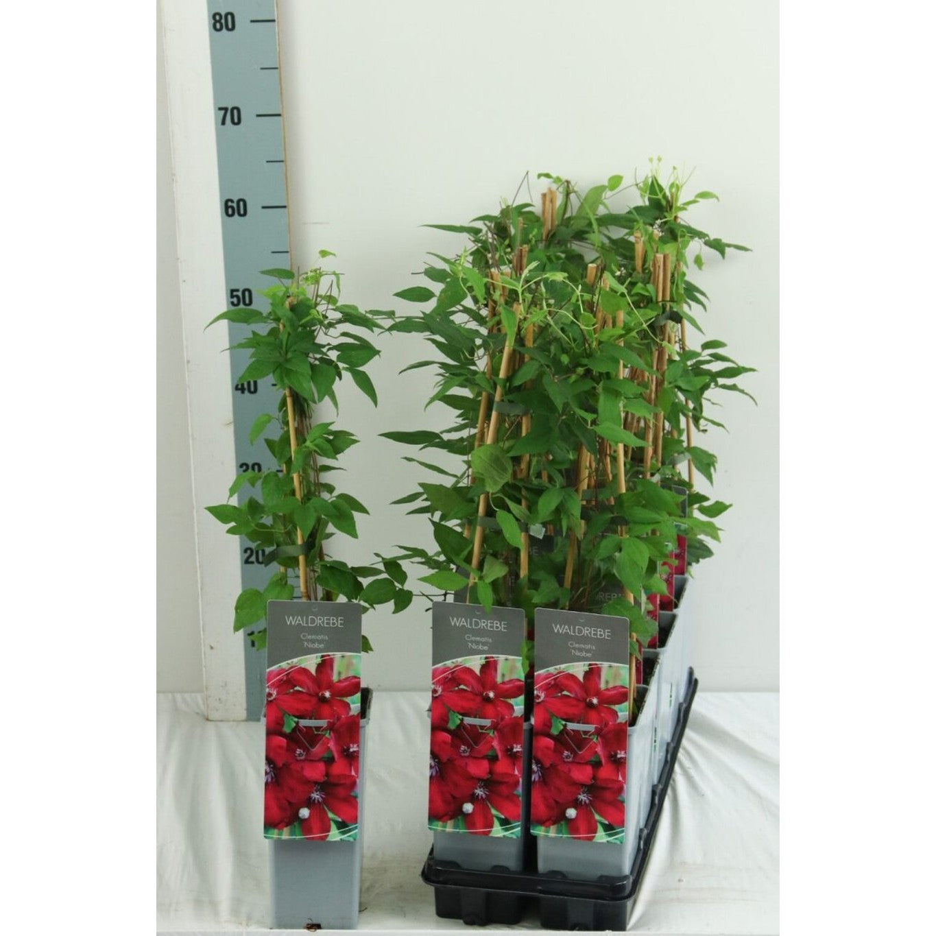 Klematis – Clematis 'Niobe' - C2 50-60 CM 3 Stick