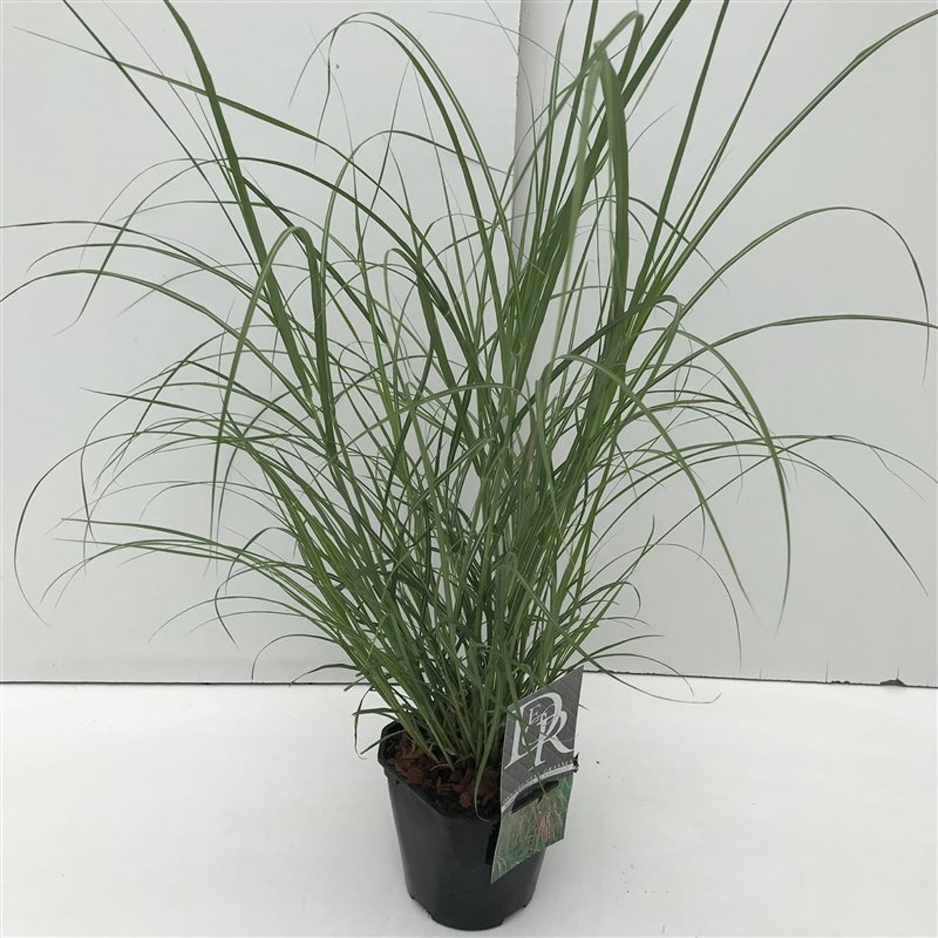 Glansmiskantus – Miscanthus sinensis &