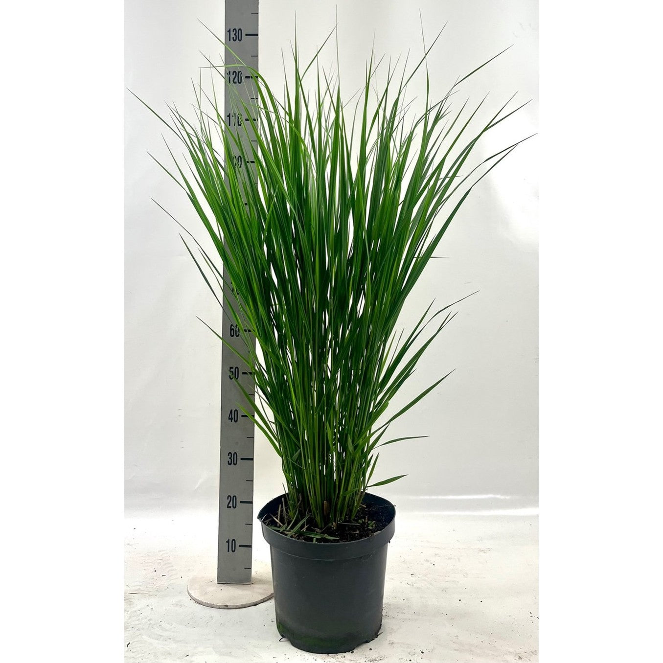 Präriestarr – Panicum virgatum 'Northwind' - C10