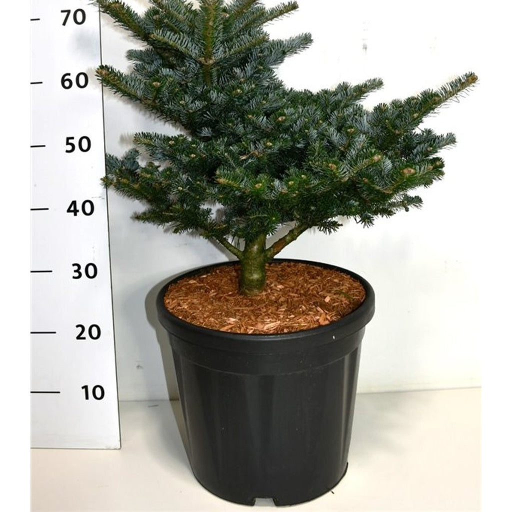 Koreagran – Abies koreana 'Discus' - C18 40-50 cm.