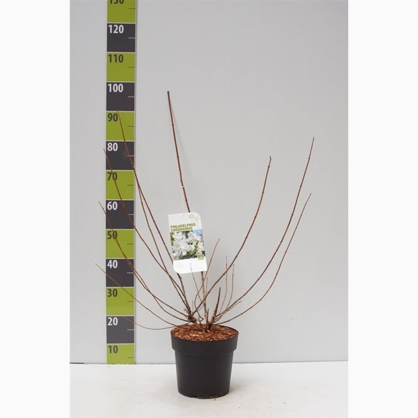 Schersmin – Philadelphus coronarius - C4,6 50-60 CM