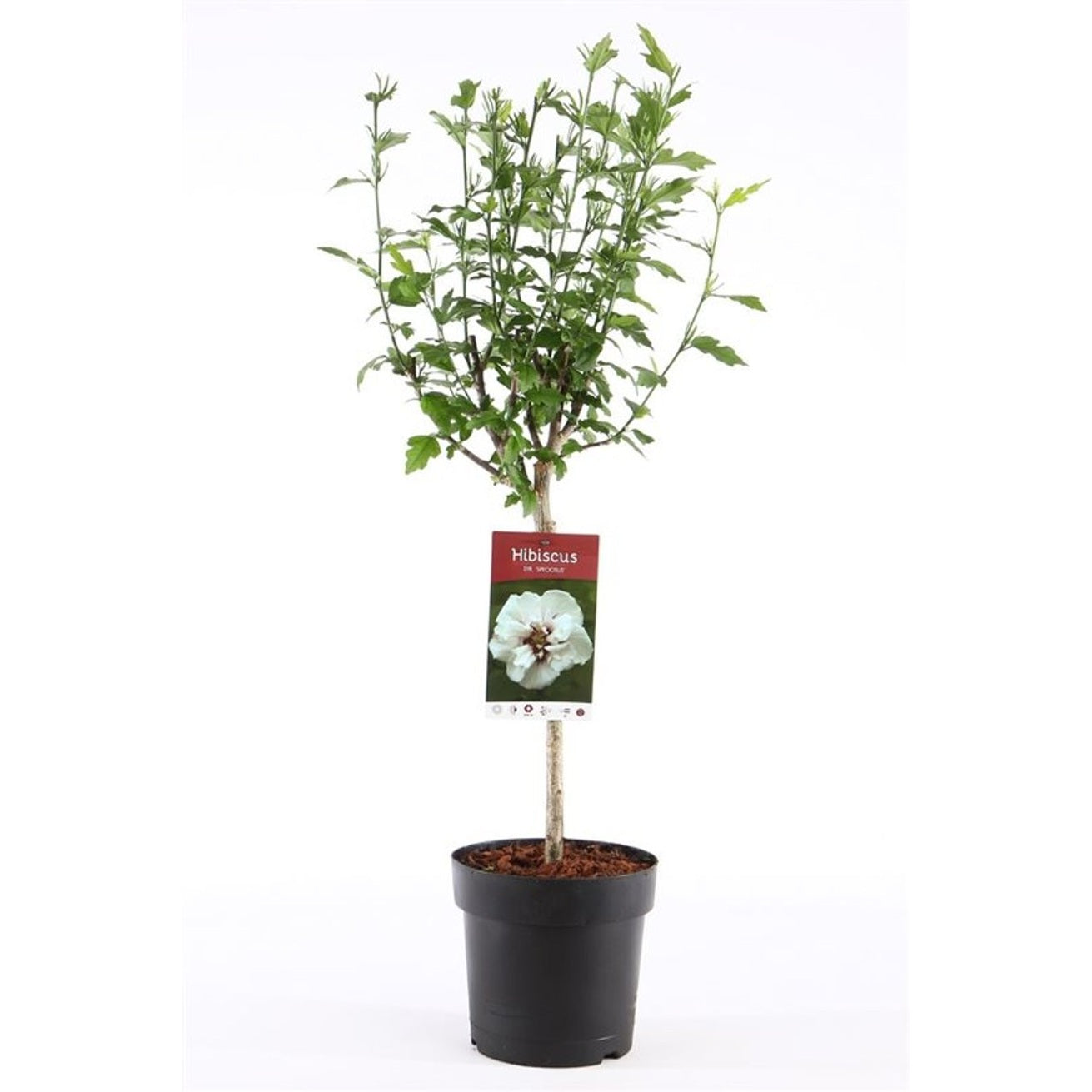 Hibiskus – Hibiscus syriacus 'Speciosus' - 30 CM Stem C3