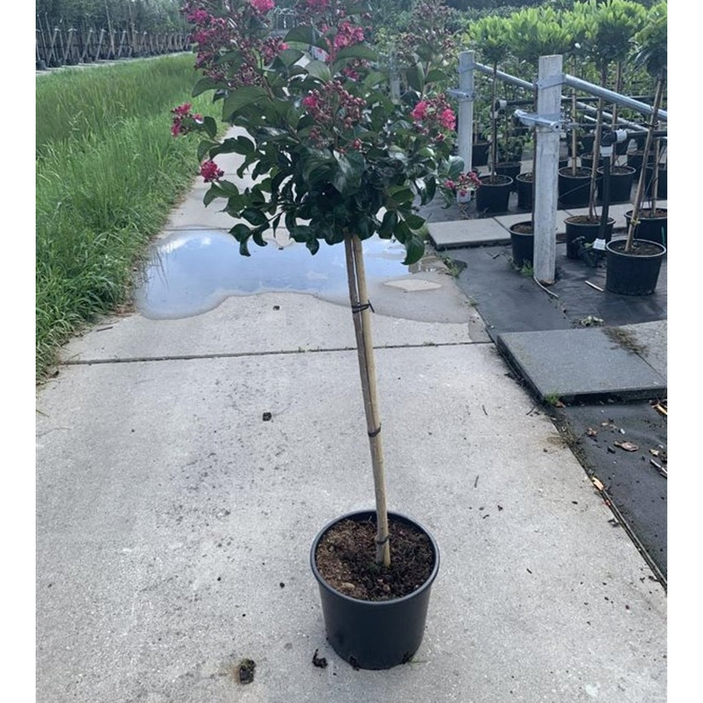 Kinesiskt lackträd – Koelreuteria paniculata - 80 CM Stem C10