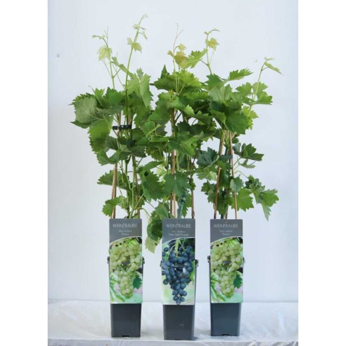 Vinranka – Vitis 'Solaris' - C2 50-60 CM 3 Stick
