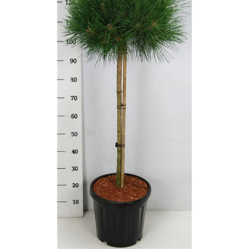 Svarttall – Pinus nigra 'Pierrick Bregeon' - C18 80 cm. Stam