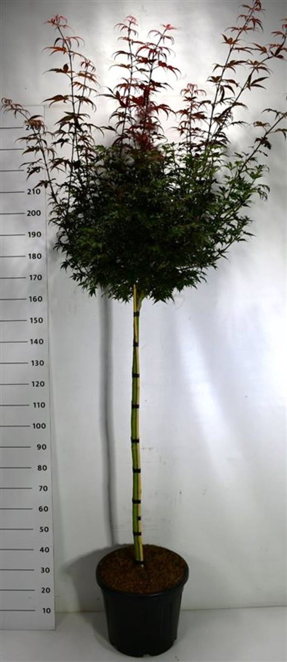 Japansk lönn – Acer palmatum &