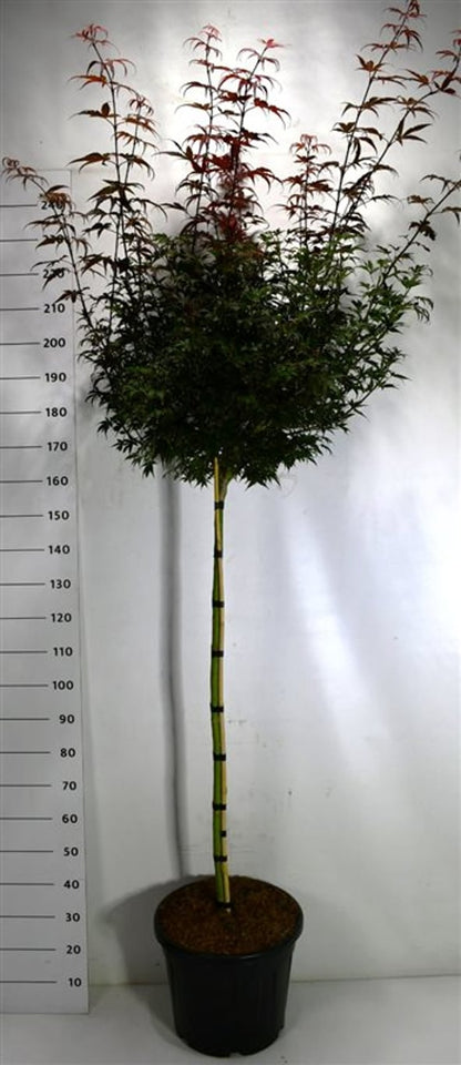 Japansk lönn – Acer palmatum &