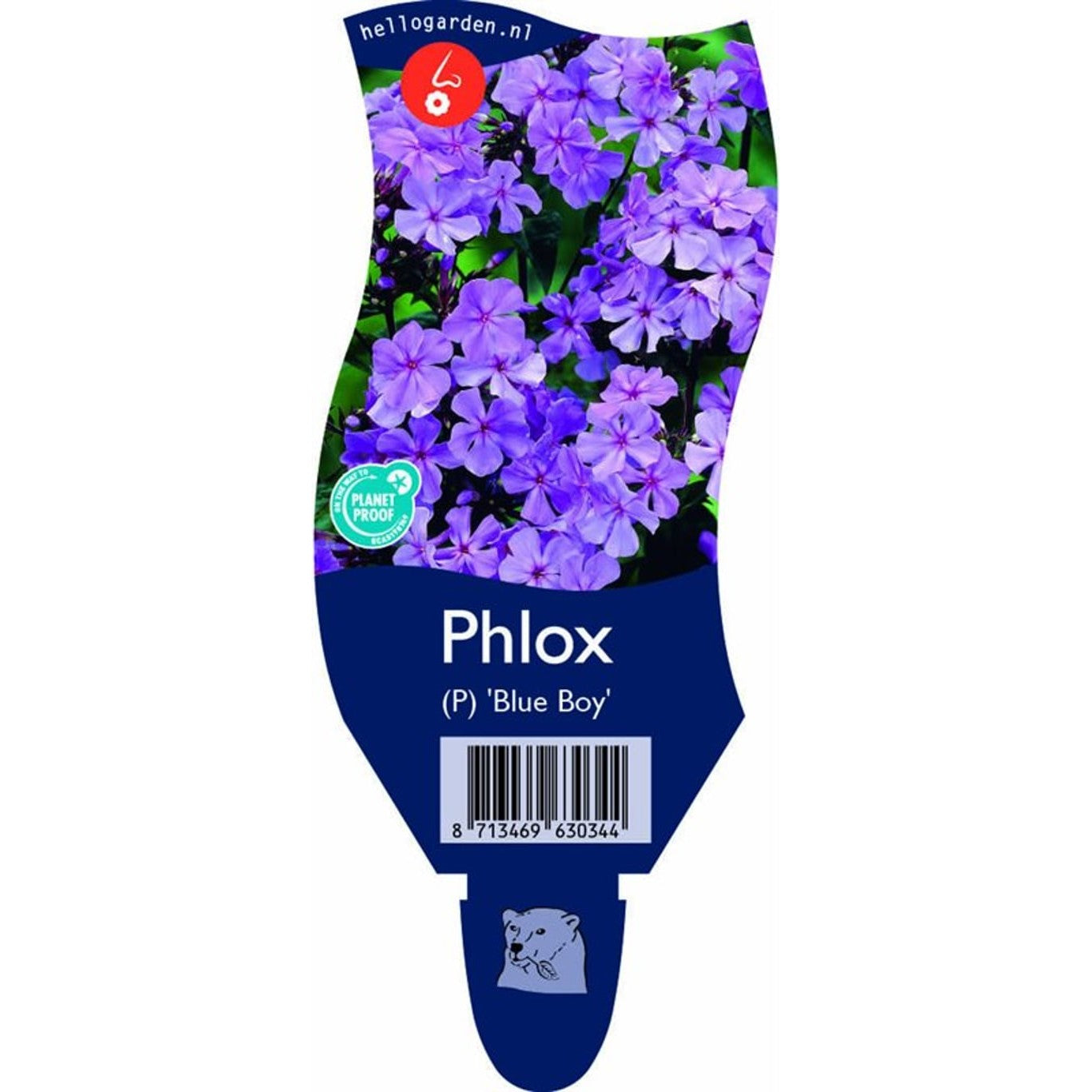 Höstflox – Phlox paniculata 'Blue Boy' - P11