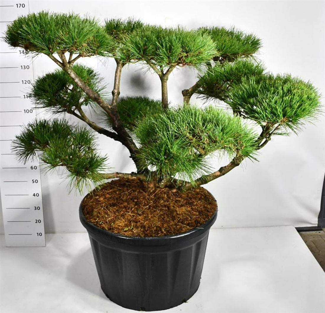 Svarttall – Pinus nigra &