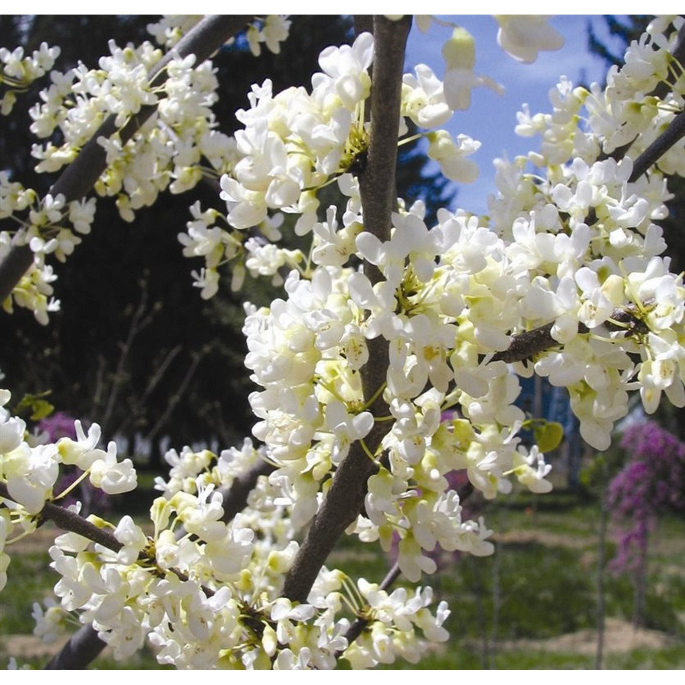 Judasträd – Cercis canadensis 'Texas White' - 120 CM Stem C12