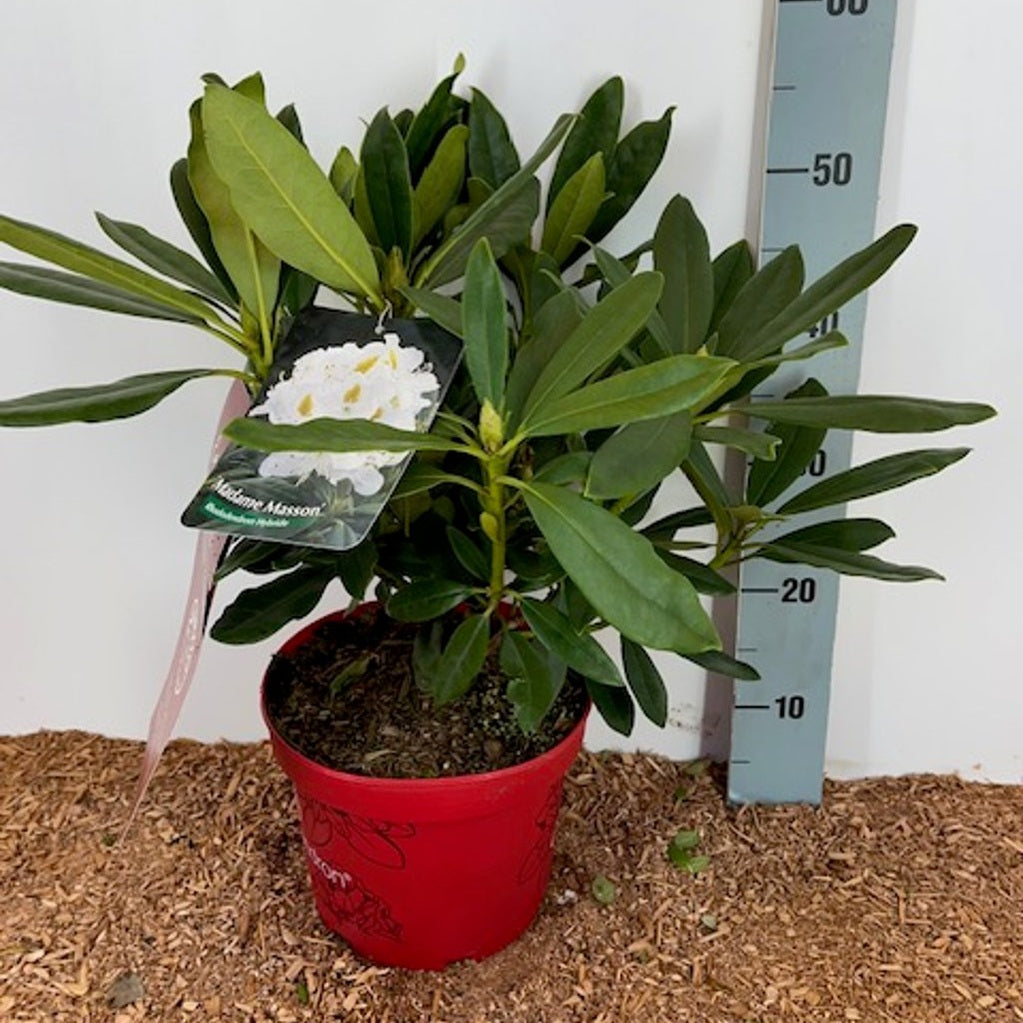 Rhododendron – Rhododendron 'Madame Masson' - C5 30-40 CM