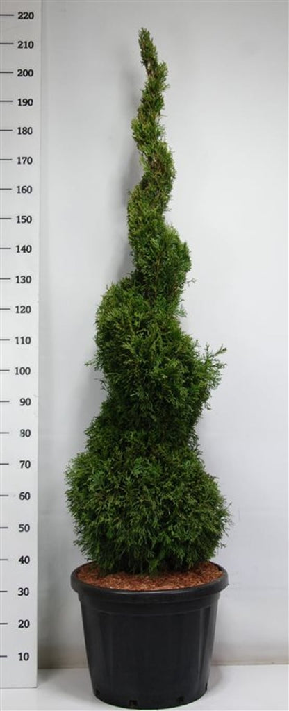 Thuja – Thuja occidentalis &
