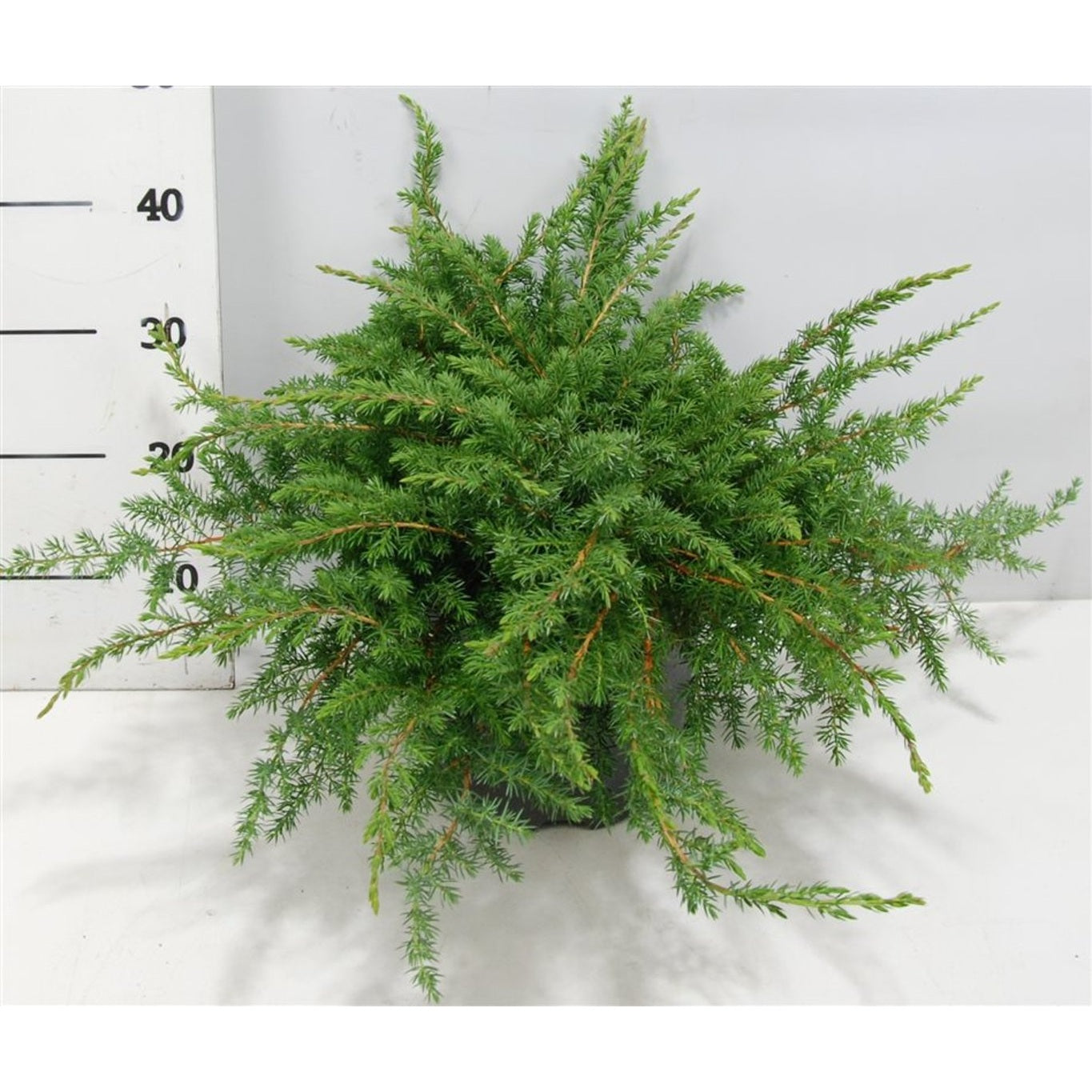 Kryp-en – Juniperus conferta 'Schlager' - C5 30-40 CM