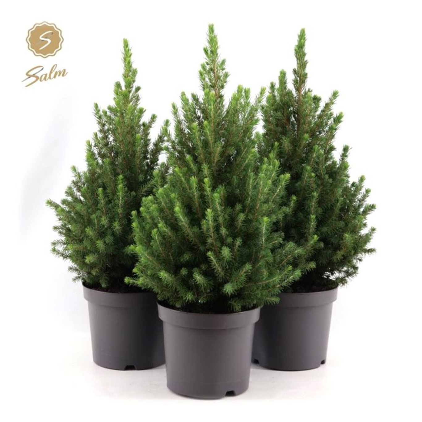 Vitgran – Picea glauca 'December' - C3 40-50 CM