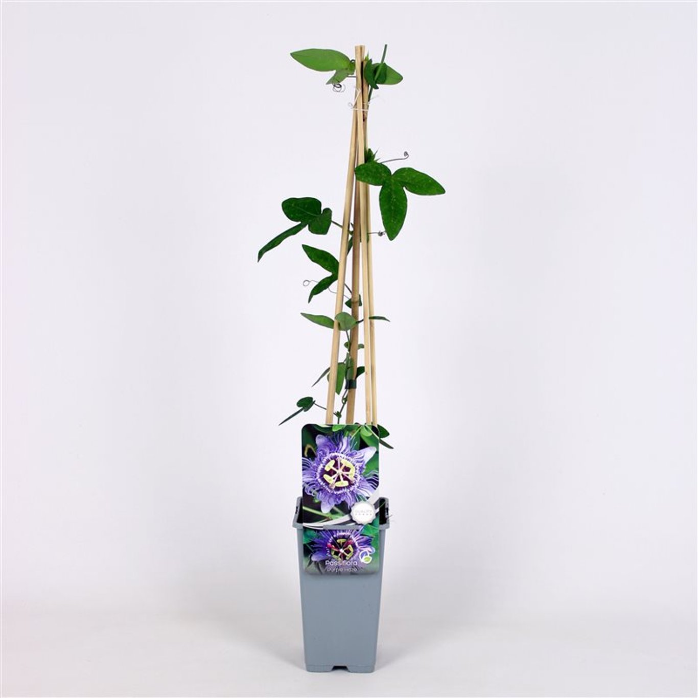Passionsblomma – Passiflora 'Purple Haze' - C2 70/+ CM