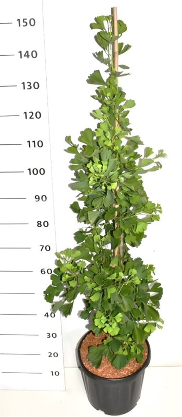 Tempelträd – Ginkgo biloba &