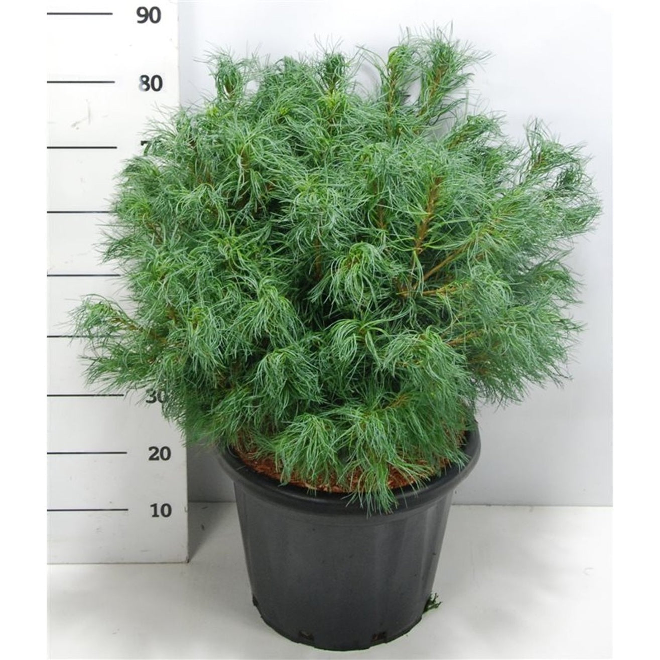 Västra vit­tall – Pinus strobus 'Wiggles' - C25 60-70 cm.