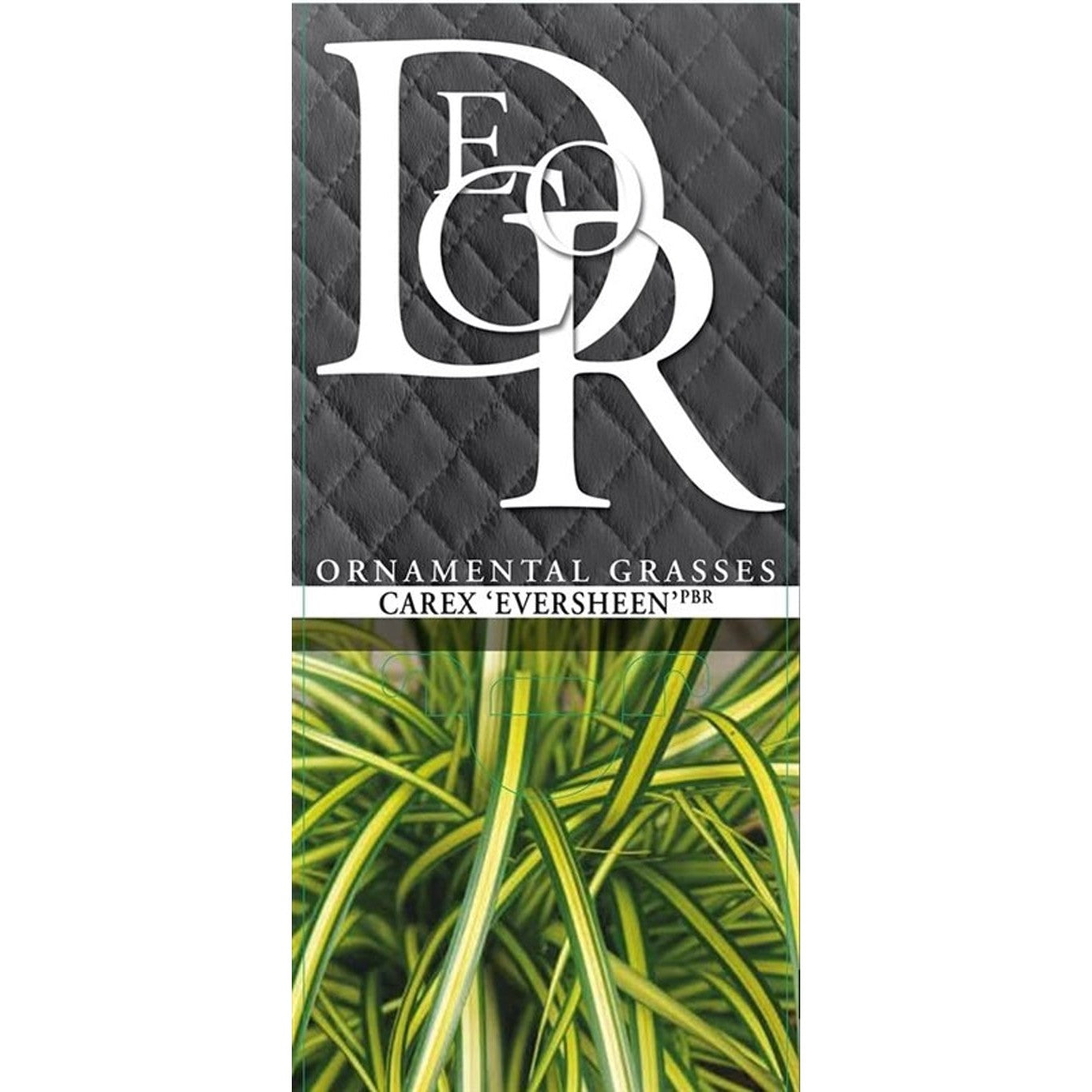 Starr – Carex oshimensis 'Eversheen' - C5