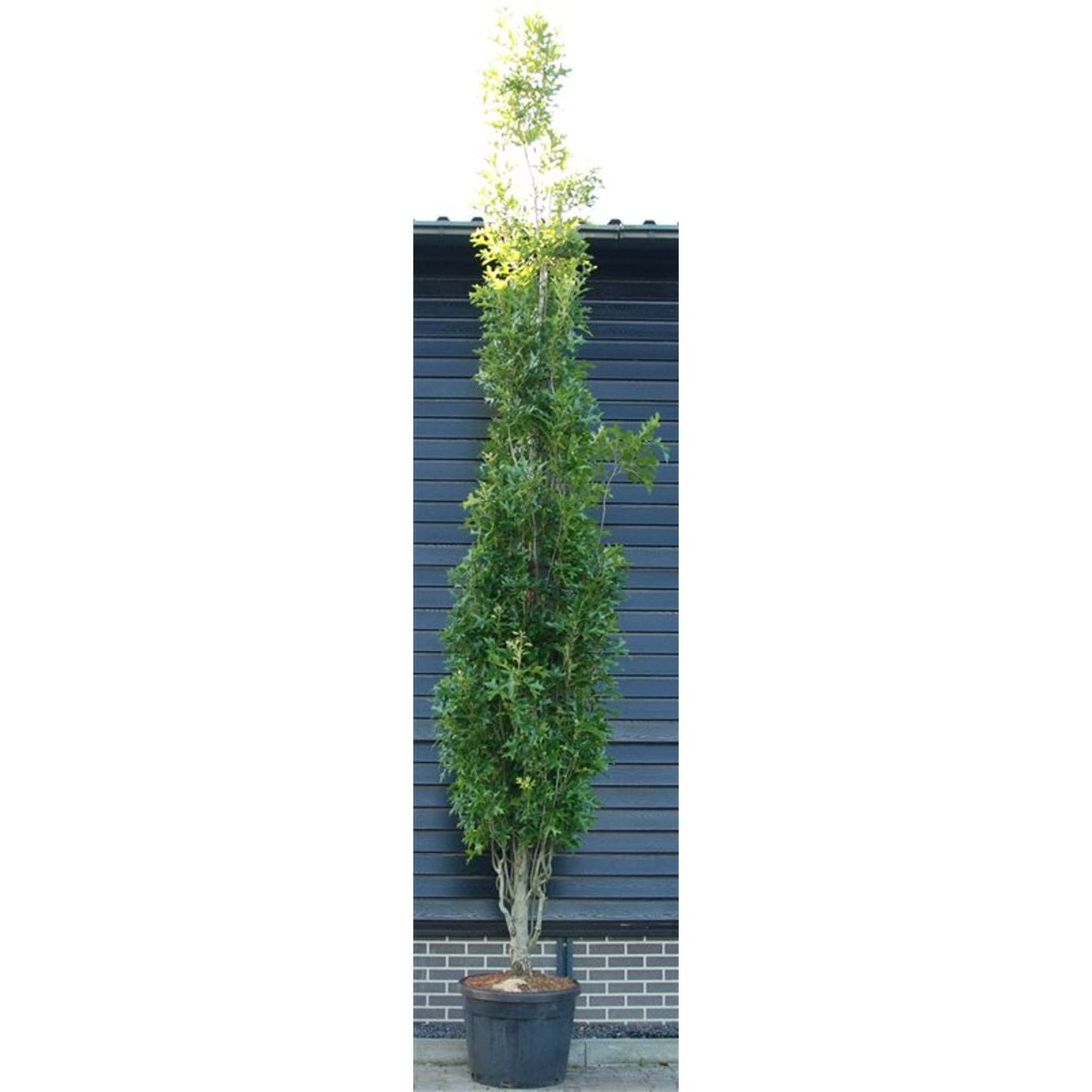 Kärr-ek – Quercus palustris 'Pringreen' - C130 400-450 CM