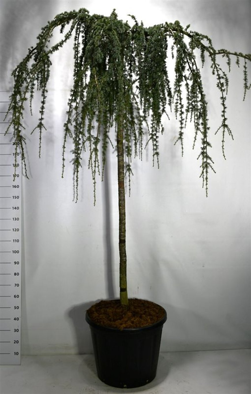 Atlasceder – Cedrus atlantica &
