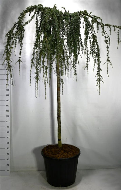 Atlasceder – Cedrus atlantica &
