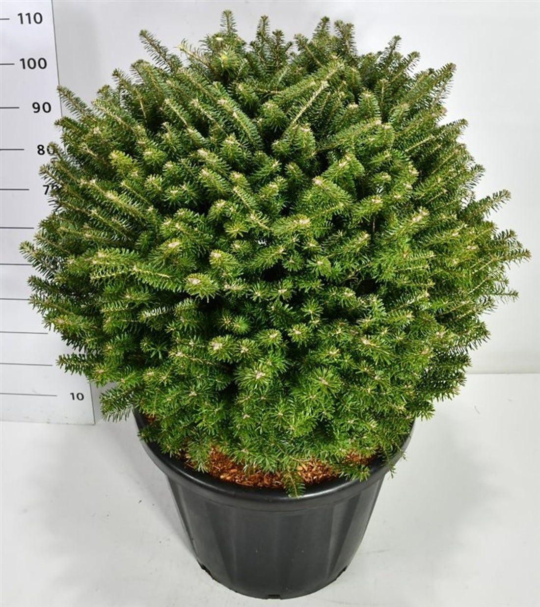 Koreagran – Abies koreana - C80 80-90 cm. Bol