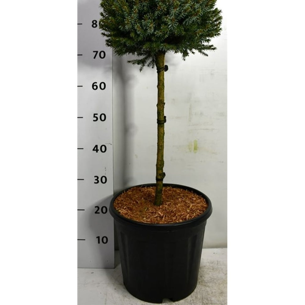 Serbgran – Picea omorika 'Nana' - 40 CM Stem C12