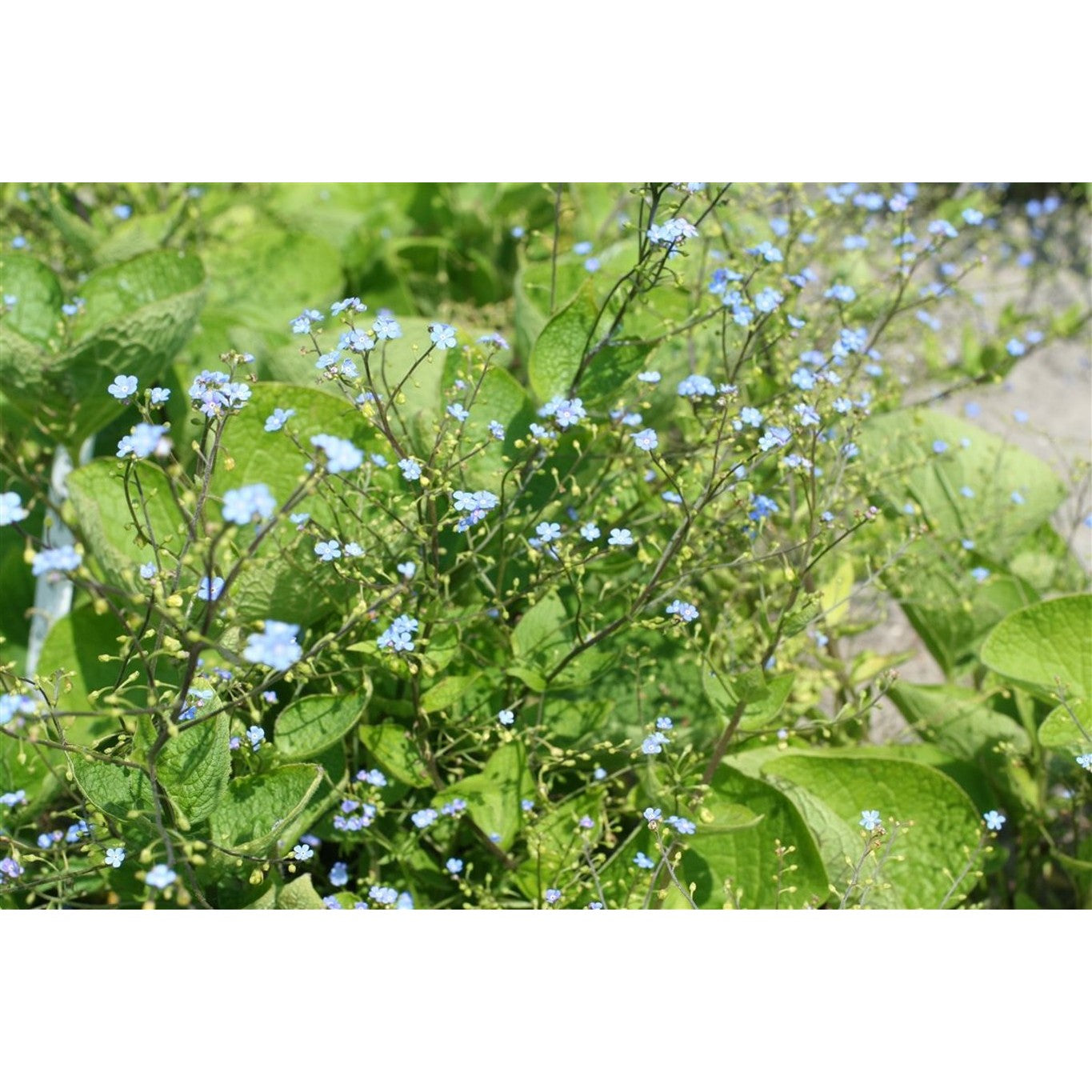Kaukasisk förgätmigej – Brunnera macrophylla - P11
