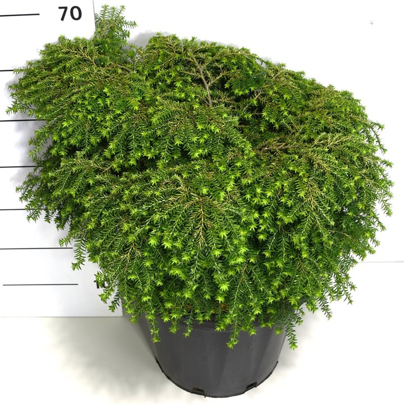 Hemlock – Tsuga canadensis 'Green Globe' - C25 50-60 CM