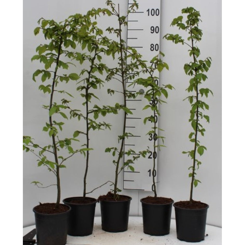 Blodbok – Fagus sylvatica - C2.5 60-80 CM