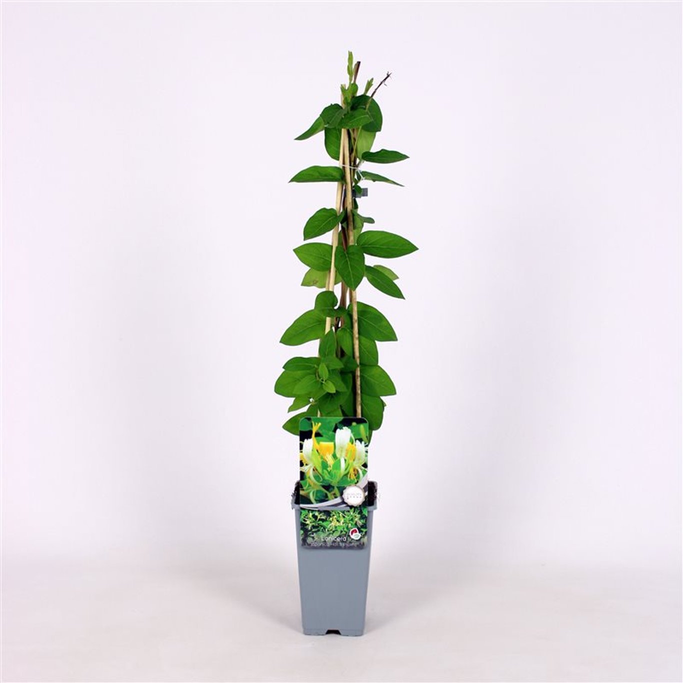 Kaprifol – Lonicera japonica 'Hall's Prolific' - C2 70/+ CM