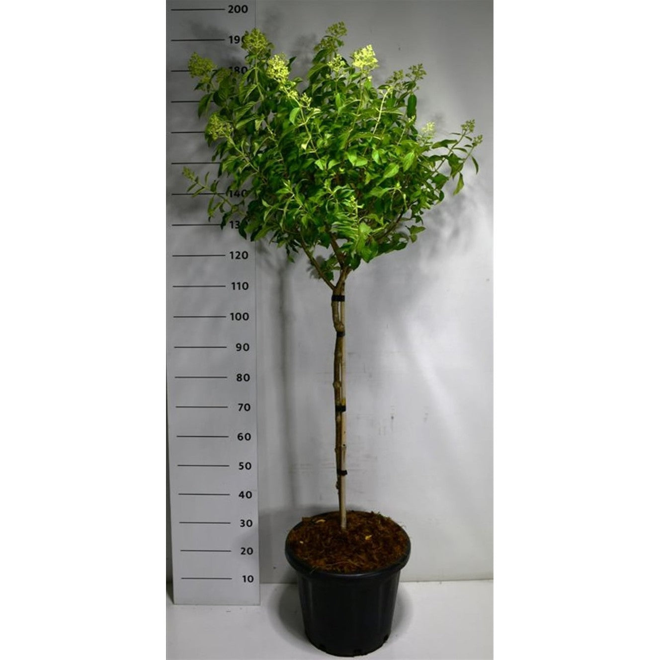 Syrenhortensia – Hydrangea paniculata 'little lime' - C18 80 cm. Stam